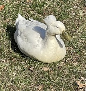 14th Mar 2024 -  I need help identifying this duck.