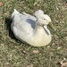  I need help identifying this duck. by essiesue