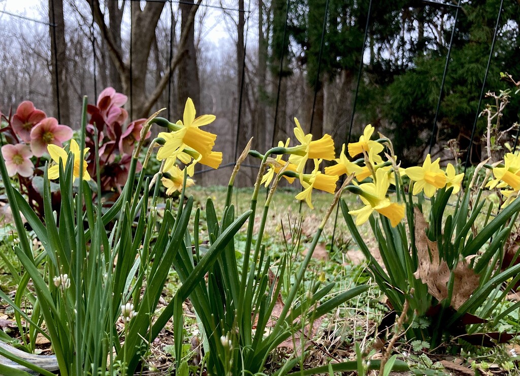 Mini daffodils  by jgcapizzi