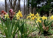 15th Mar 2024 - Mini daffodils 