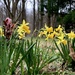 Mini daffodils  by jgcapizzi