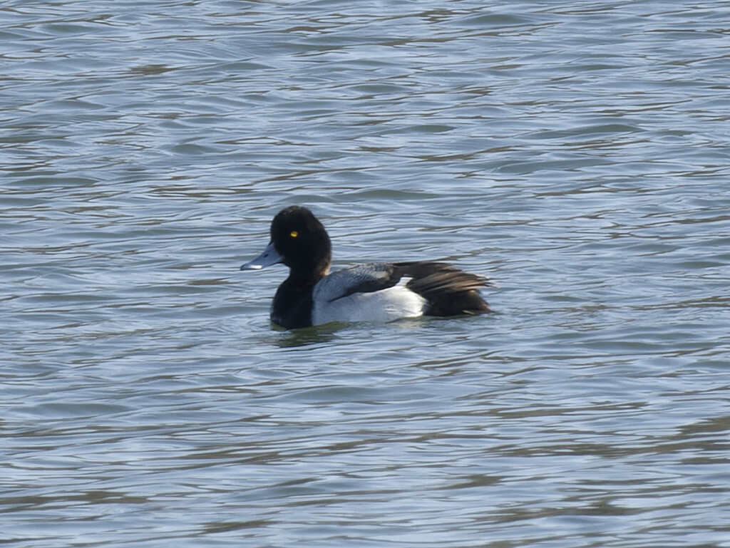 Lesser Scaup by rminer