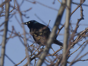 15th Mar 2024 - common grackle