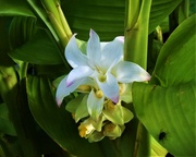 16th Mar 2024 - Beautiful White Ginger Flower ~