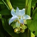 Beautiful White Ginger Flower ~ by happysnaps
