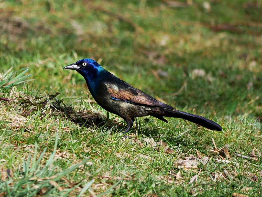 Common Grackle by ljmanning