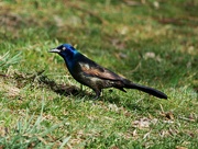 15th Mar 2024 - Common Grackle