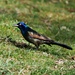 Common Grackle by ljmanning
