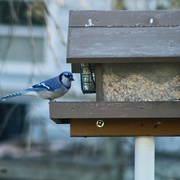 15th Mar 2024 - Blue jay at my feeder