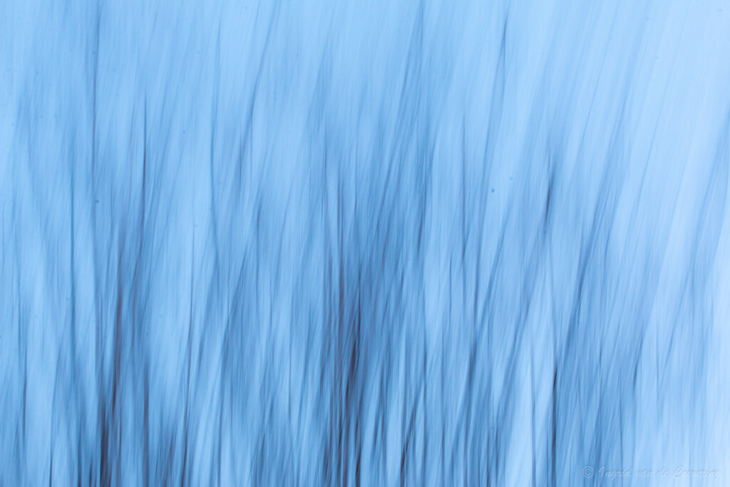 Blue ICM trees by ingrid01