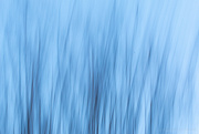 8th Mar 2024 - Blue ICM trees