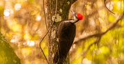 15th Mar 2024 - Pileated Woodpecker!