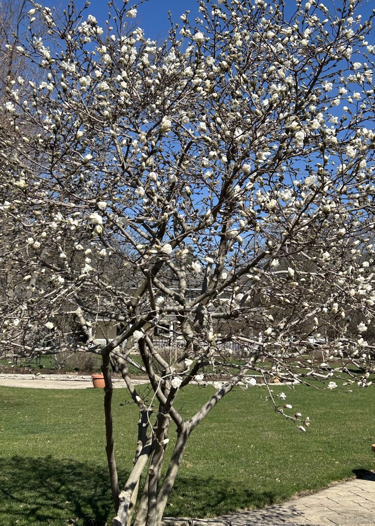 Magnolia  by dolores