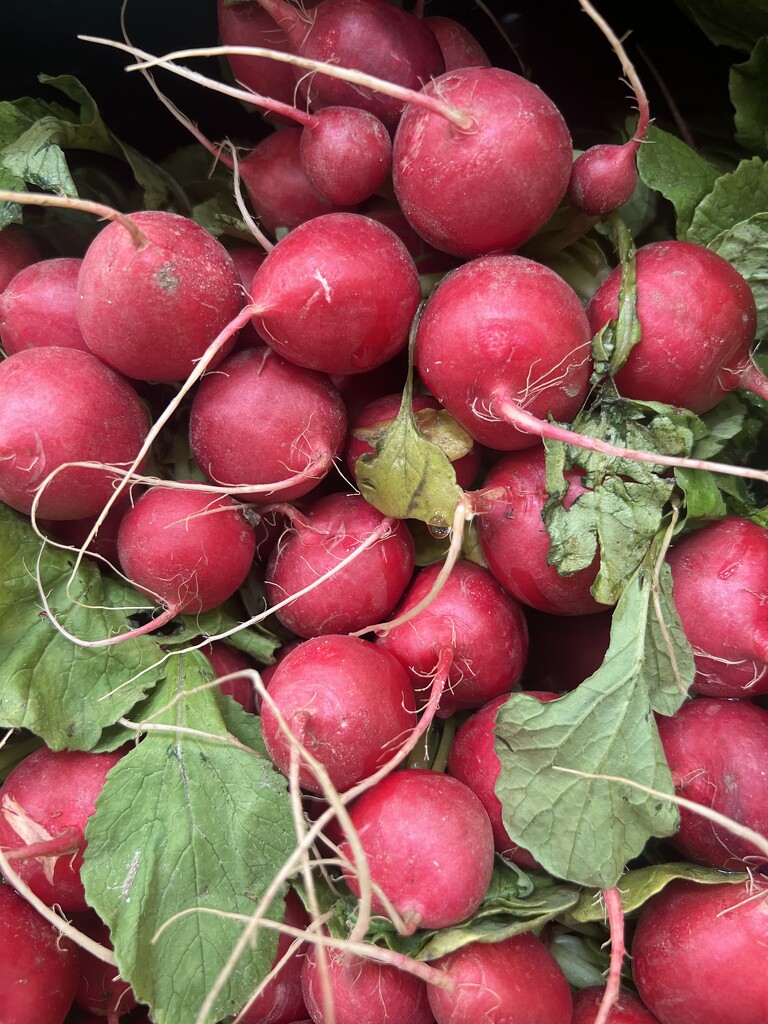 Fresh Radishes  by peekysweets