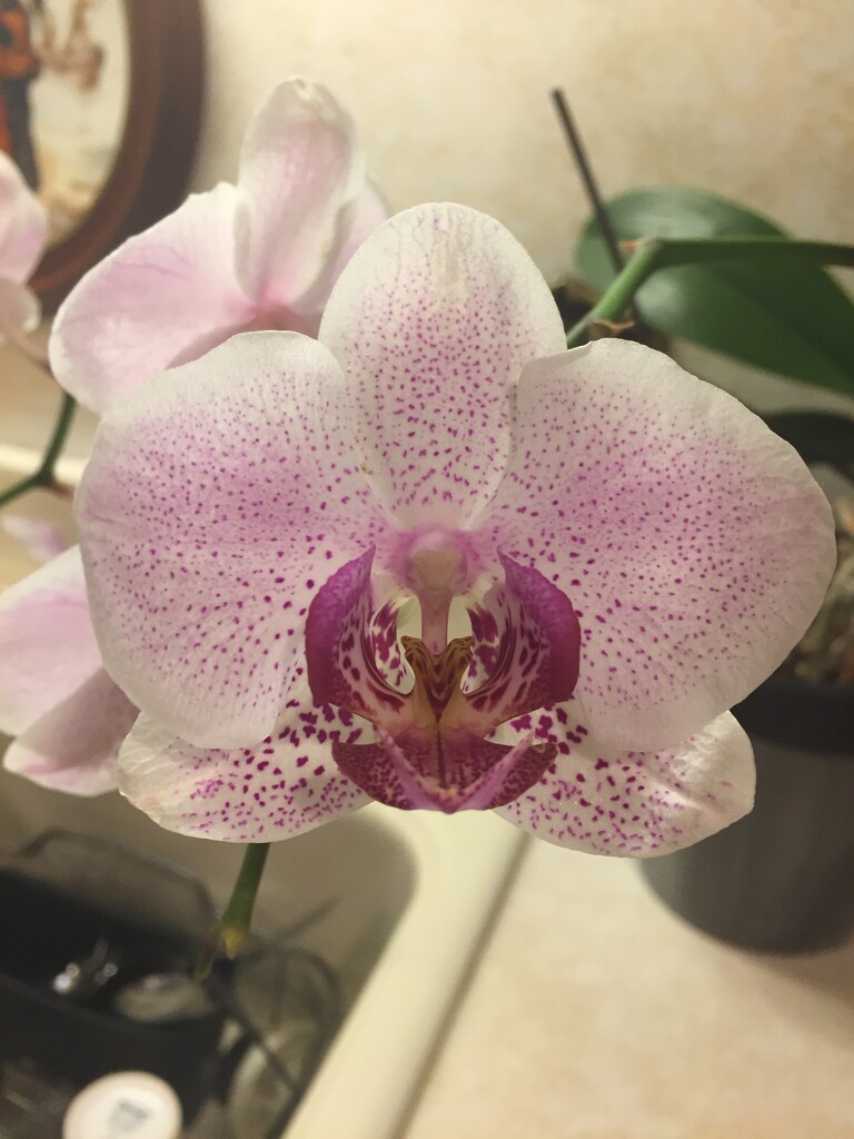 Dad's orchid is just about done blooming by kchuk