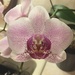 Dad's orchid is just about done blooming by kchuk