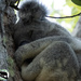 nestled right on in by koalagardens
