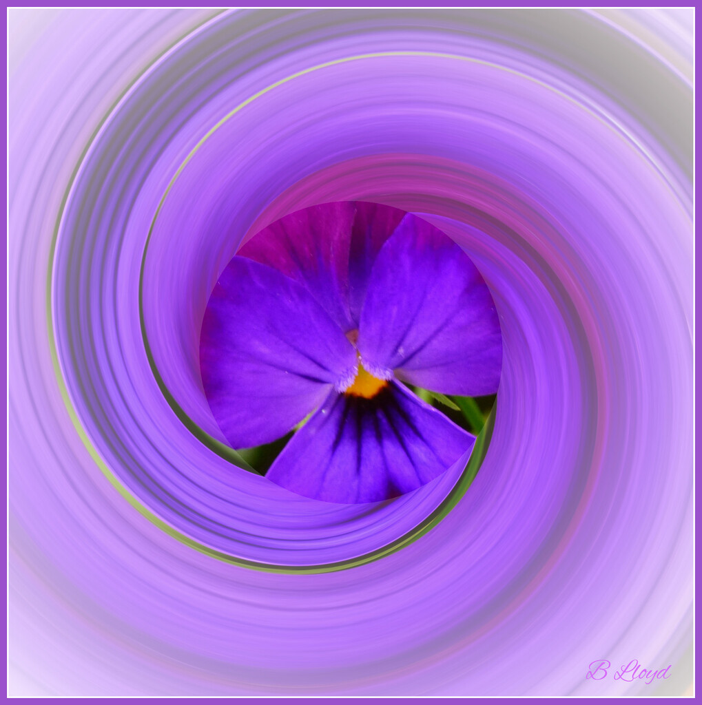 Viola twirl by beryl