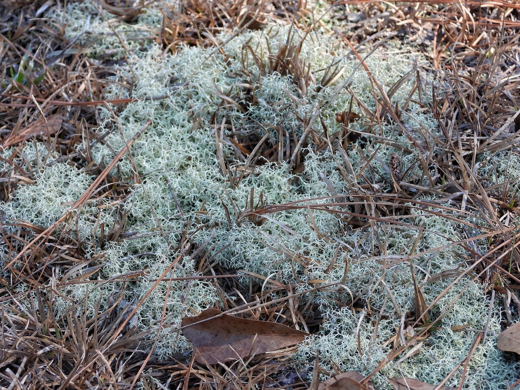 Commonly called reindeer moss... by marlboromaam