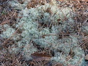 16th Mar 2024 - Commonly called reindeer moss...