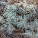 Commonly called reindeer moss... by marlboromaam