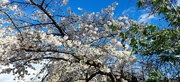 15th Mar 2024 - Blossom