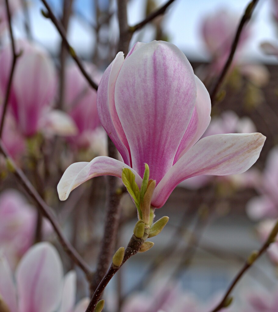 pink magnolia  by ollyfran