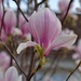 pink magnolia  by ollyfran