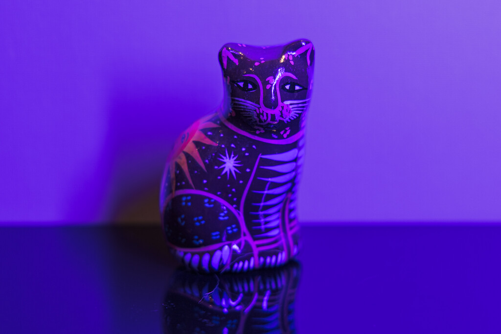 Purple Cat by swchappell