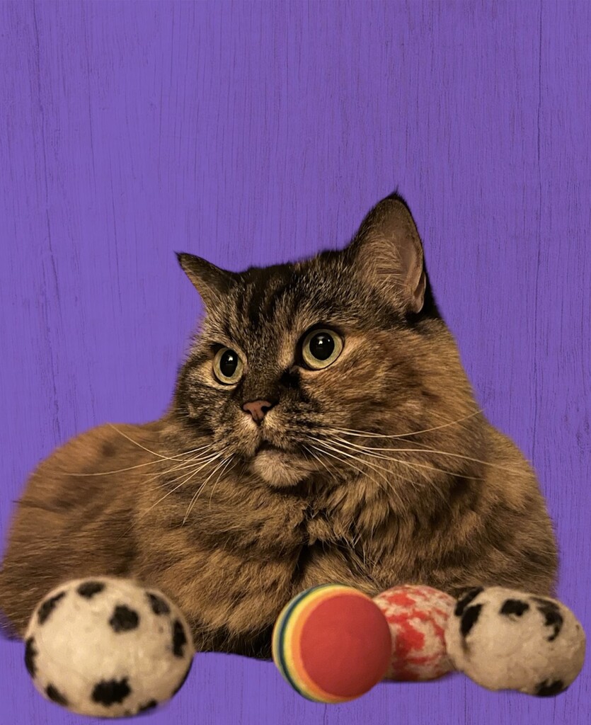 Gracie with her Balls by radiogirl