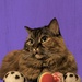 Gracie with her Balls by radiogirl