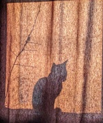 15th Mar 2024 - Shadow Cat