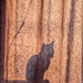 Shadow Cat by darchibald