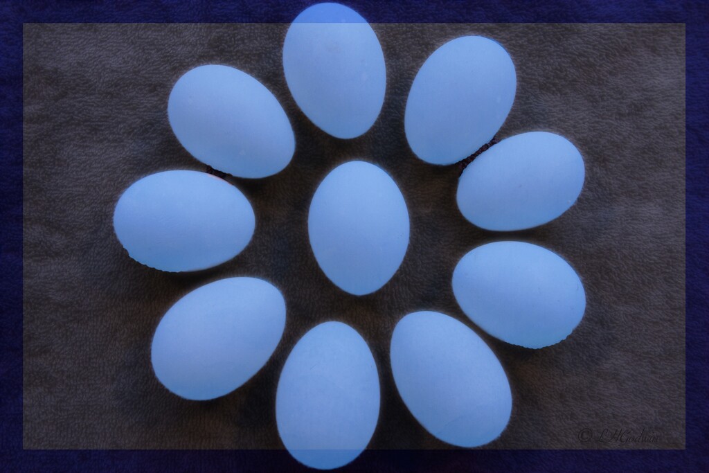 LHG_8435 Blue eggs  by rontu
