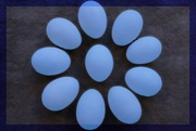 16th Mar 2024 - LHG_8435 Blue eggs 