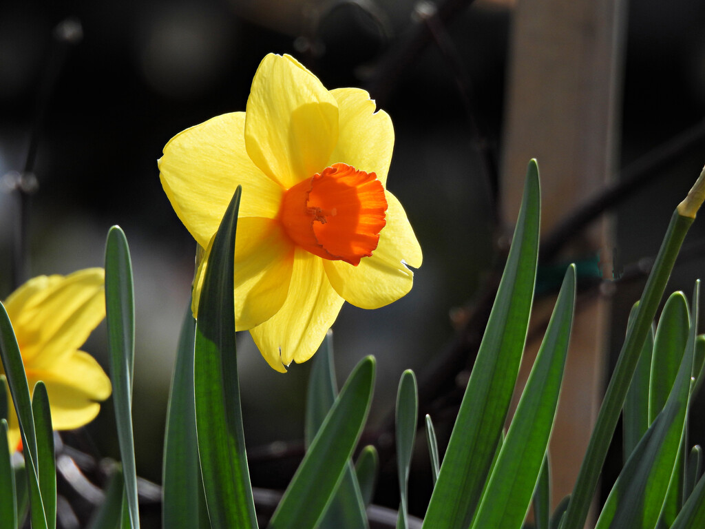 Daffodil by seattlite