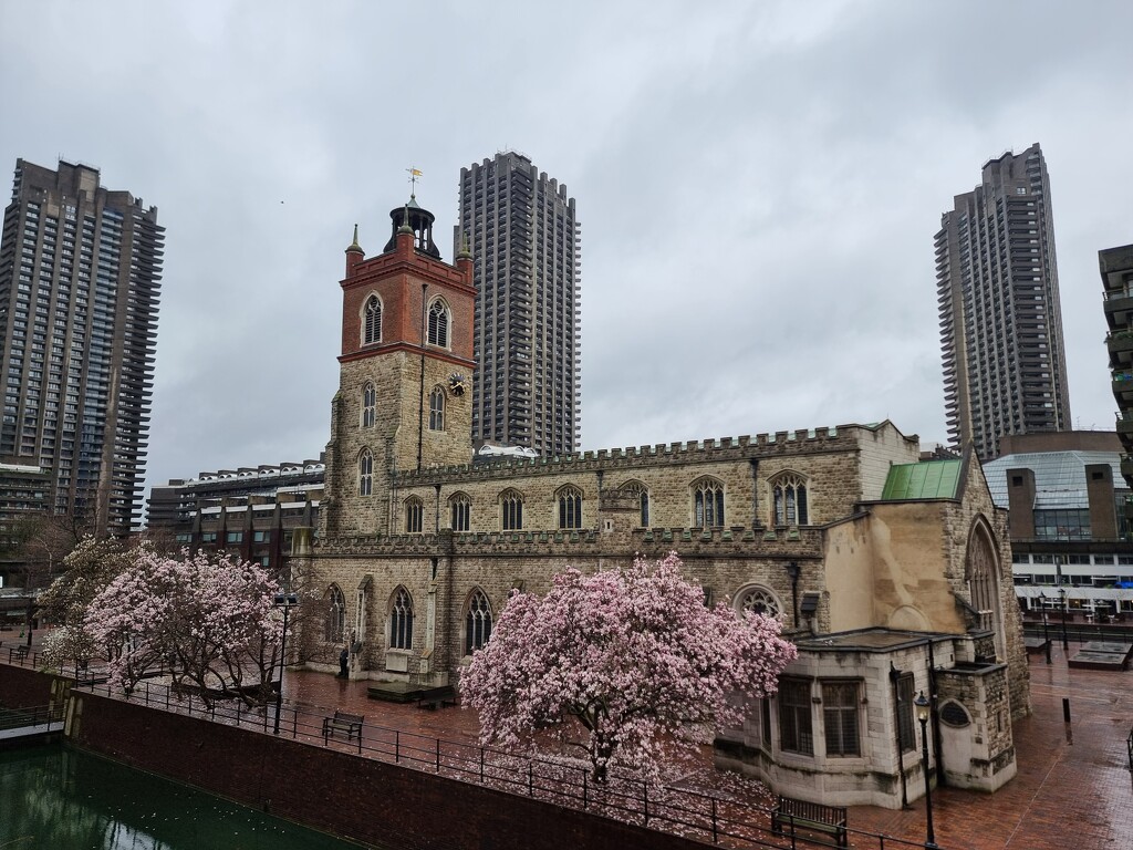 Towers and Blossom  by chrisfowler