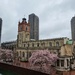 Towers and Blossom 
