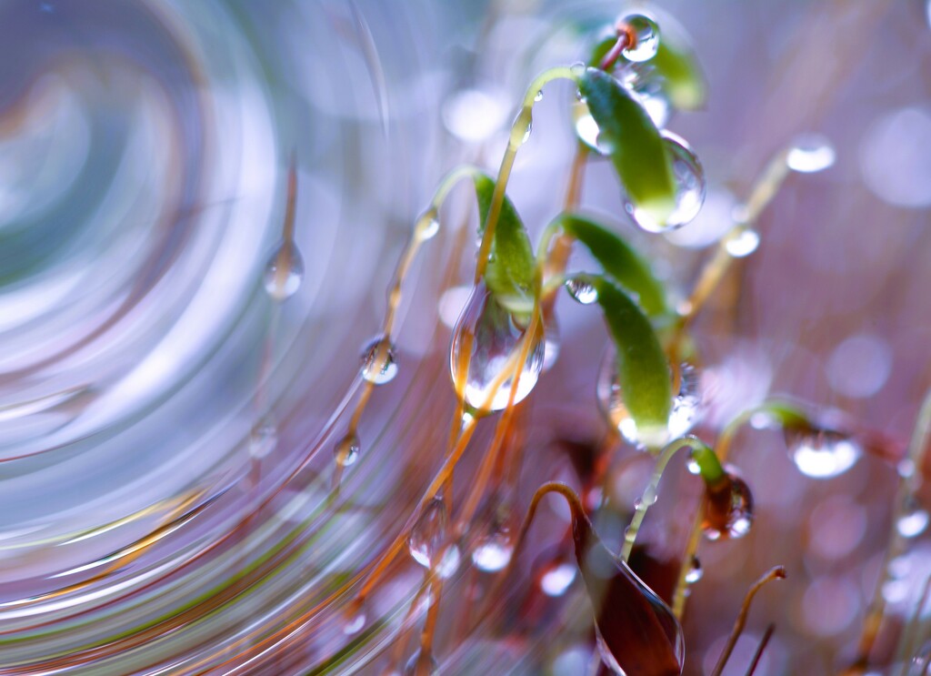 Droplets, Moss, Swirl f23 by ziggy77