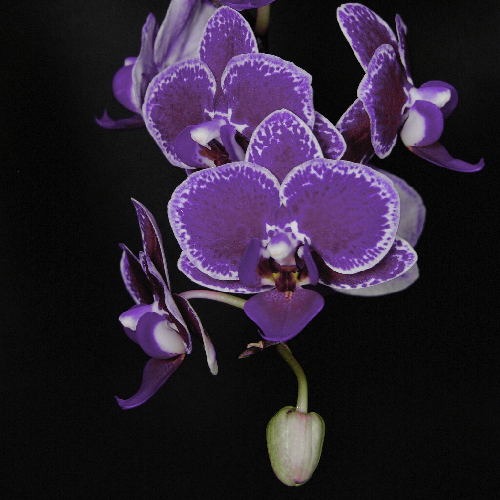 A Faffed Orchid DSC_6645 by merrelyn
