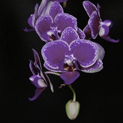16th Mar 2024 - A Faffed Orchid DSC_6645