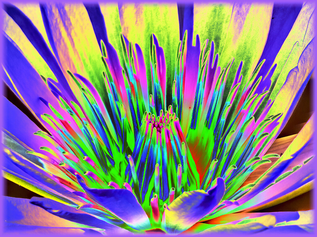 Solarized water lily by ludwigsdiana