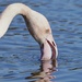HUNGRY FLAMINGO by markp