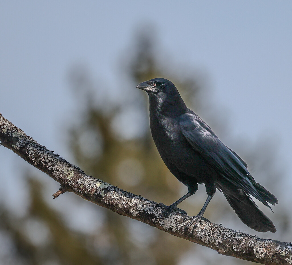 Master Crow Perched on a Tree by corinnec
