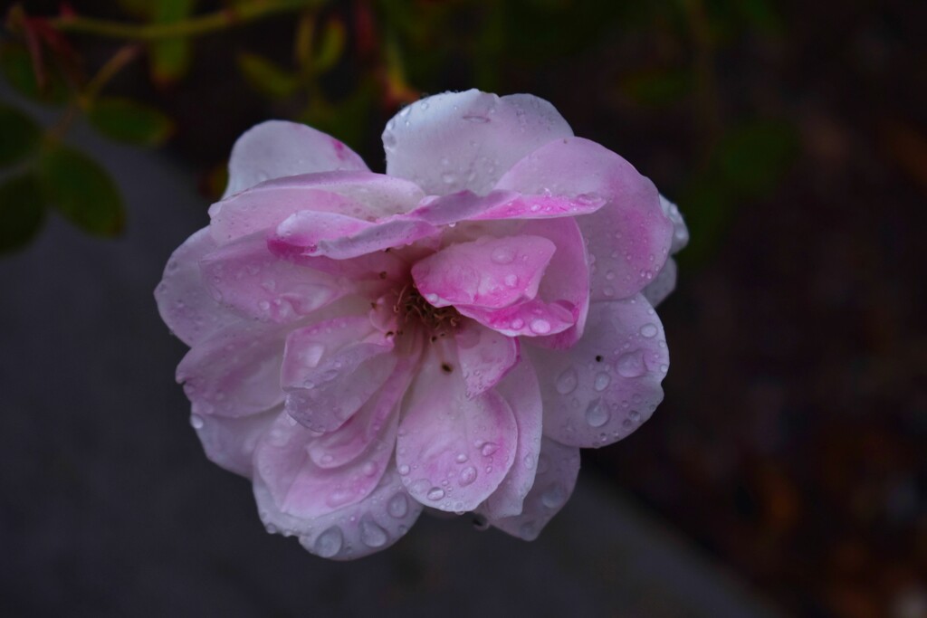 3 15 Raindrops  Pink  Rose by sandlily
