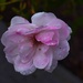 3 15 Raindrops  Pink  Rose by sandlily