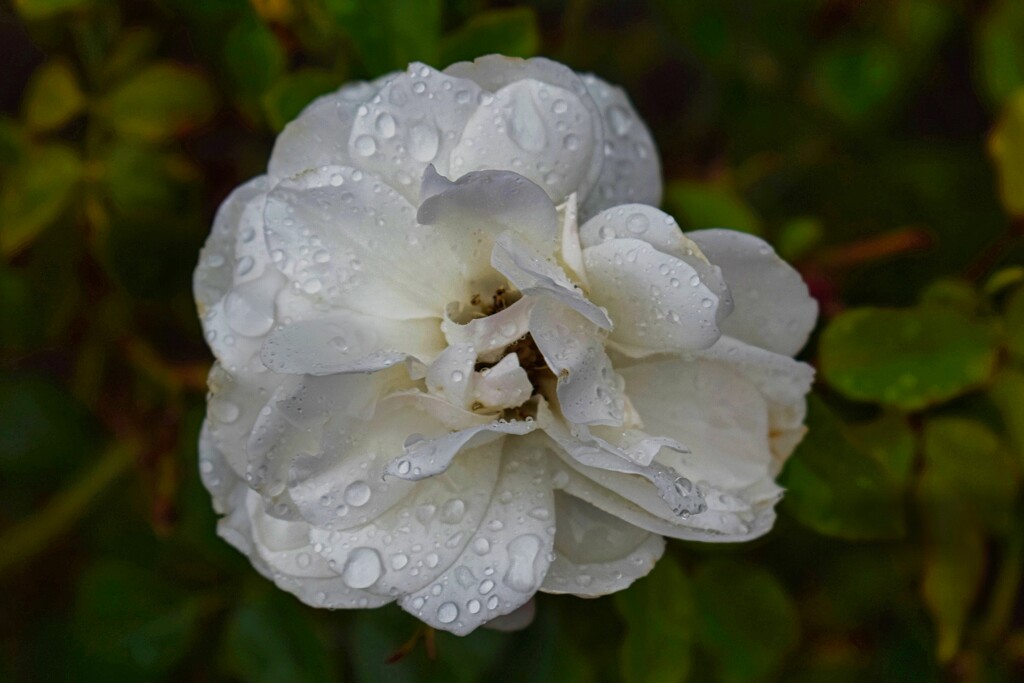 3 15 White Rose and raindrops by sandlily