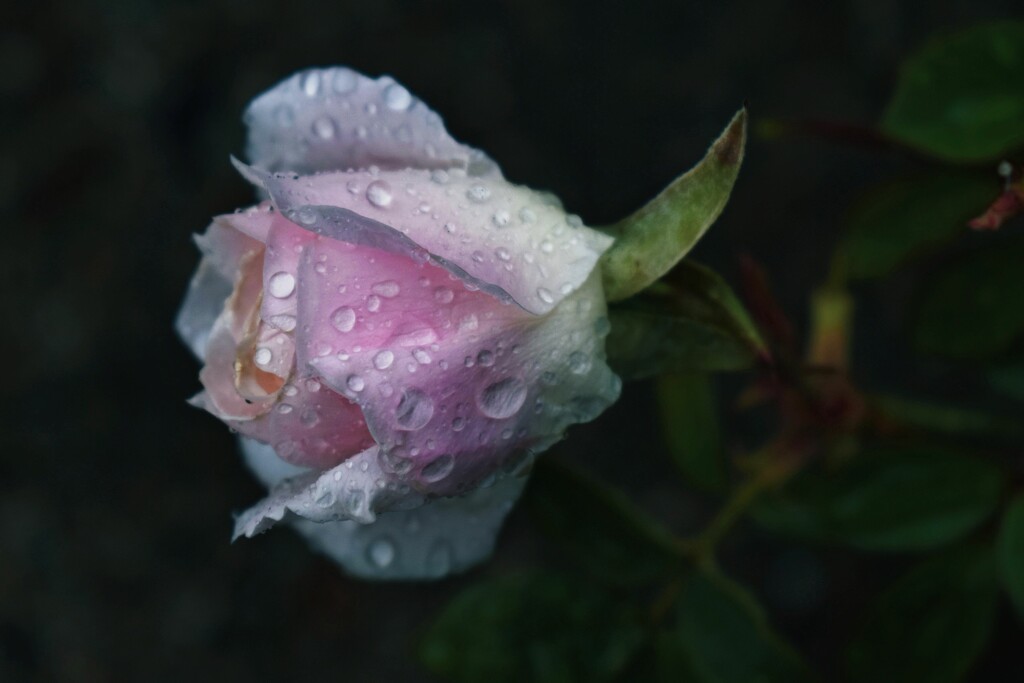 3 15 Rosebud with raindrops by sandlily