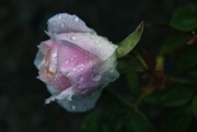 15th Mar 2024 - 3 15 Rosebud with raindrops