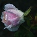 3 15 Rosebud with raindrops by sandlily
